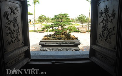 Mục kích vườn cây cảnh bạc tỷ ở Nam Định - 12