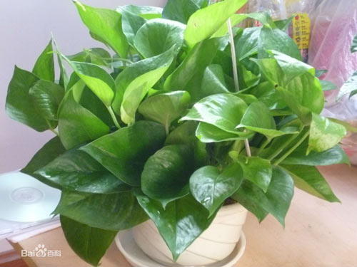 Lựa đúng cây tài lộc cho tiền rủng rẻng tràn túi - 3