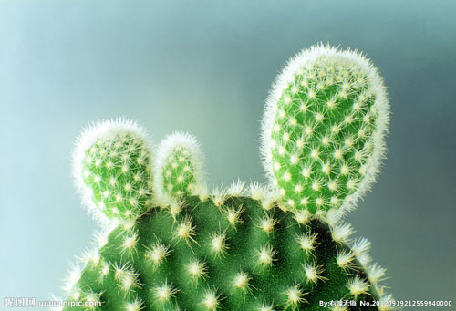 Lựa đúng cây tài lộc cho tiền rủng rẻng tràn túi - 4