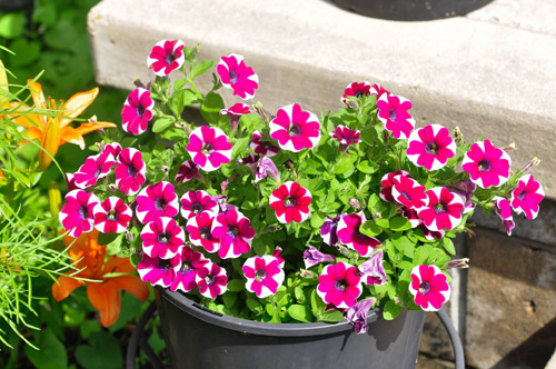 Mê mẩn vườn thiên đường của mẹ Việt trên đất Mỹ - 7