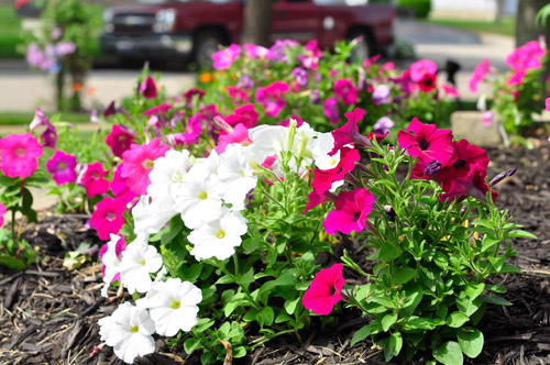 Mê mẩn vườn thiên đường của mẹ Việt trên đất Mỹ - 6