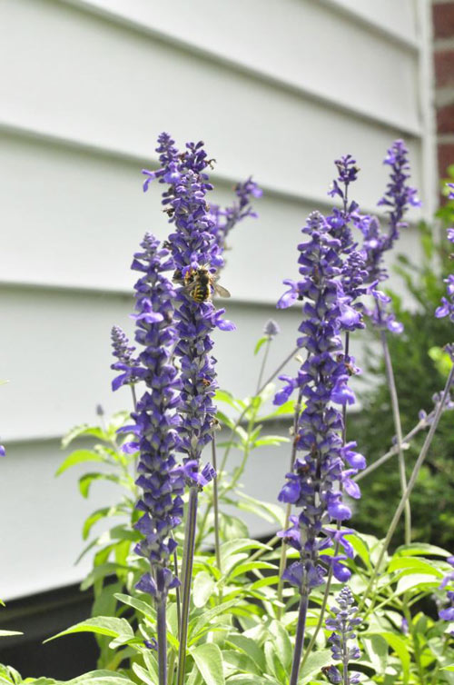 Mê mẩn vườn thiên đường của mẹ Việt trên đất Mỹ - 15