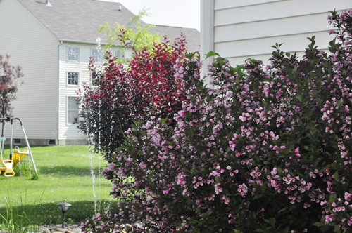 Mê mẩn vườn thiên đường của mẹ Việt trên đất Mỹ - 14