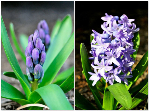 Mê mẩn vườn thiên đường của mẹ Việt trên đất Mỹ - 10