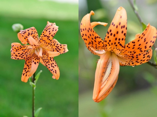 Mê mẩn vườn thiên đường của mẹ Việt trên đất Mỹ - 17