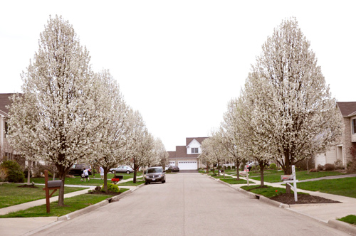 Mê mẩn vườn thiên đường của mẹ Việt trên đất Mỹ - 1