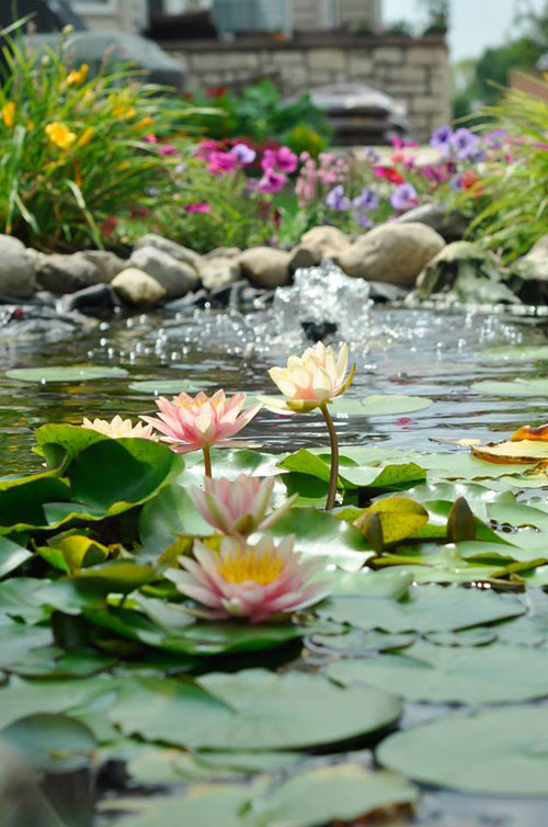 Mê mẩn vườn thiên đường của mẹ Việt trên đất Mỹ - 13