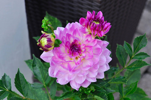 Mê mẩn vườn thiên đường của mẹ Việt trên đất Mỹ - 20