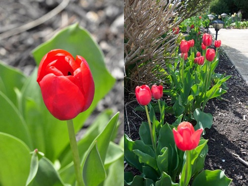 Mê mẩn vườn thiên đường của mẹ Việt trên đất Mỹ - 11