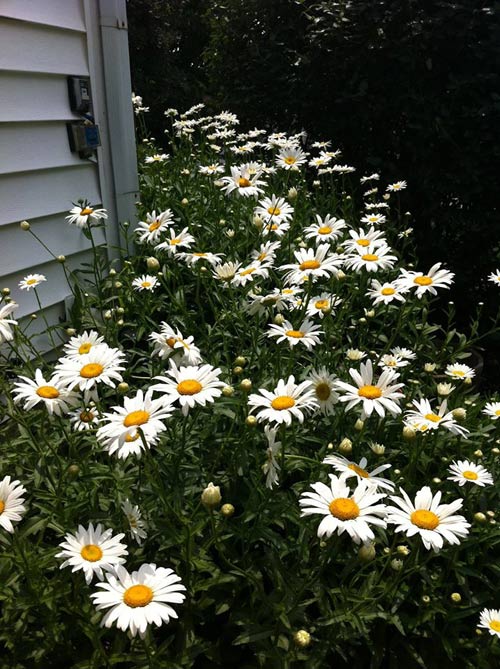 Mê mẩn vườn thiên đường của mẹ Việt trên đất Mỹ - 5