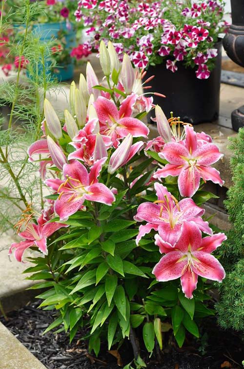 Mê mẩn vườn thiên đường của mẹ Việt trên đất Mỹ - 16