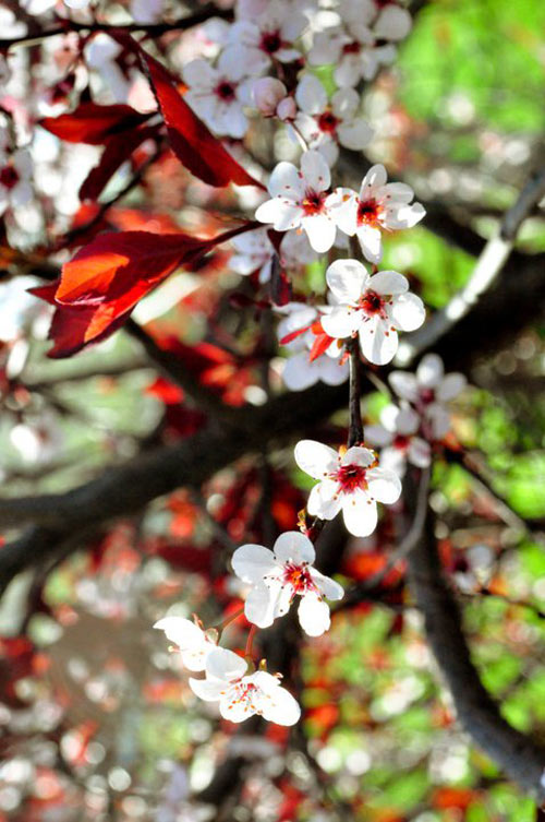 Mê mẩn vườn thiên đường của mẹ Việt trên đất Mỹ - 19