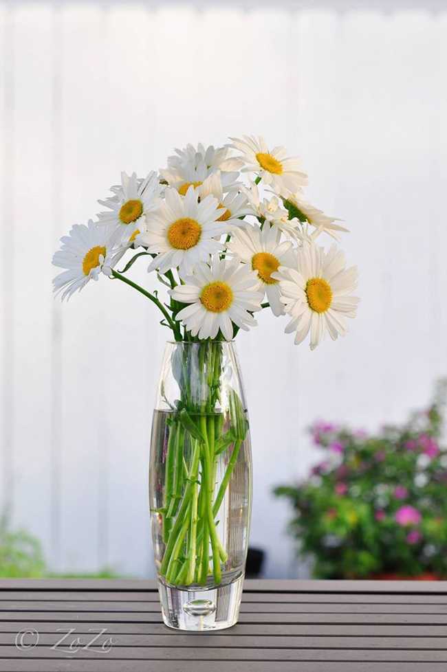 Cúc trắng tinh khôi luôn làm xao xuyến trái tim những người yêu hoa
