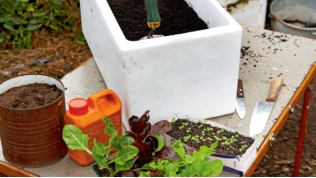 Cách trồng rau sạch trong thùng xốp đơn giản - 1