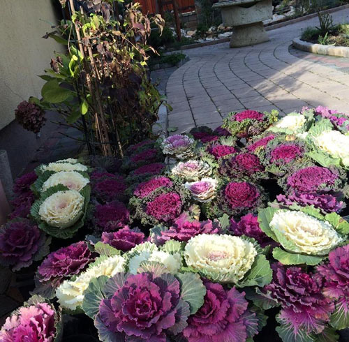 Chị em đua nhau săn hoa hồng sa mạc giảm béo, đẹp nhà - 6