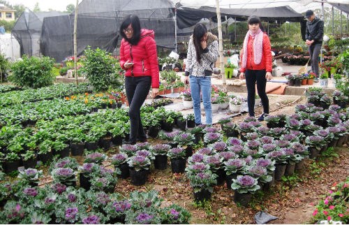 Chị em đua nhau săn hoa hồng sa mạc giảm béo, đẹp nhà - 4