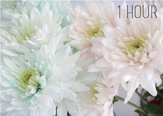 Bí quyết nhuộm màu hoa rực rỡ đón Tết - 4