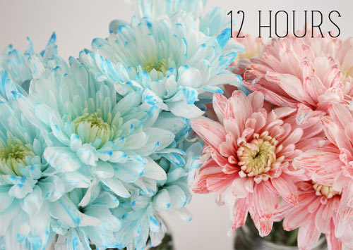 Bí quyết nhuộm màu hoa rực rỡ đón Tết - 5