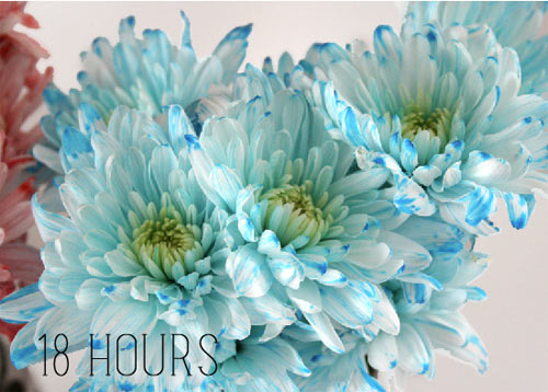 Bí quyết nhuộm màu hoa rực rỡ đón Tết - 6