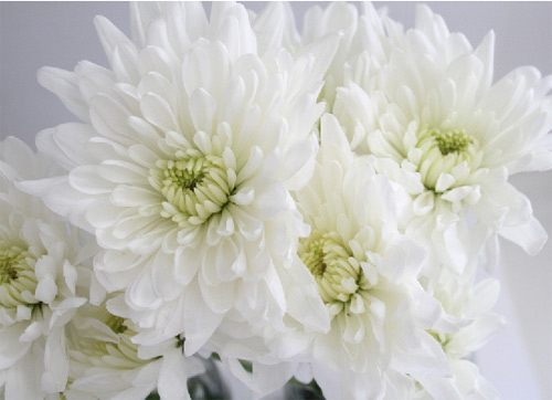 Bí quyết nhuộm màu hoa rực rỡ đón Tết - 3