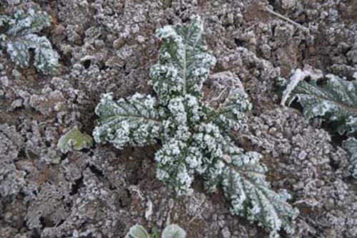 Hà Nội ngày nắng, vùng núi cao có sương muối - 1