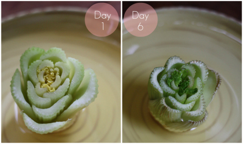 Trồng cần tây trong bát ăn quanh năm ngày tháng - 6