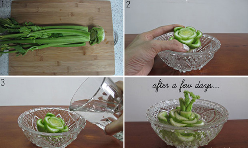 Trồng cần tây trong bát ăn quanh năm ngày tháng - 1