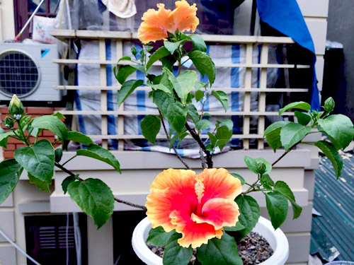 Vườn 20m2 đủ trồng cây, thả cá, nuôi gà ở Hoàn Kiếm - 3