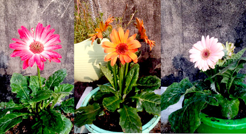 Vườn 20m2 đủ trồng cây, thả cá, nuôi gà ở Hoàn Kiếm - 4