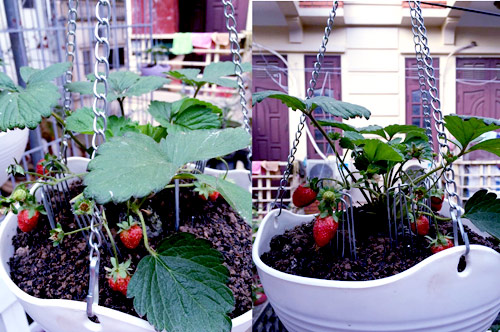 Vườn 20m2 đủ trồng cây, thả cá, nuôi gà ở Hoàn Kiếm - 7