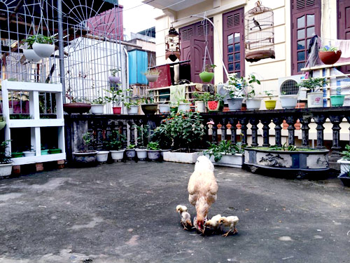 Vườn 20m2 đủ trồng cây, thả cá, nuôi gà ở Hoàn Kiếm - 1