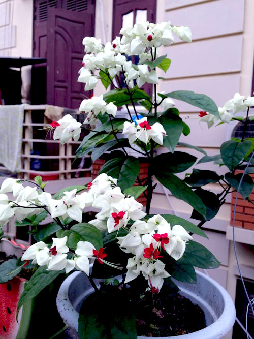 Vườn 20m2 đủ trồng cây, thả cá, nuôi gà ở Hoàn Kiếm - 5