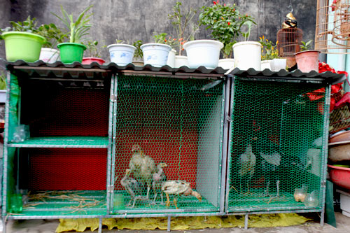 Vườn 20m2 đủ trồng cây, thả cá, nuôi gà ở Hoàn Kiếm - 10