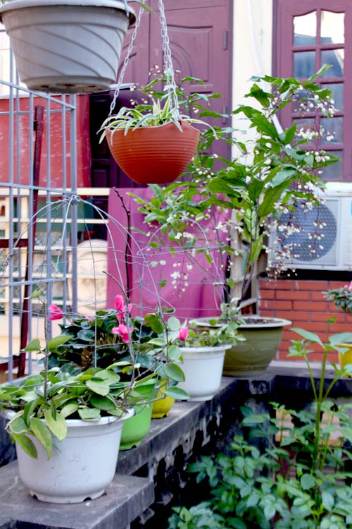 Vườn 20m2 đủ trồng cây, thả cá, nuôi gà ở Hoàn Kiếm - 8