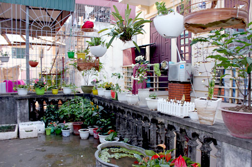 Vườn 20m2 đủ trồng cây, thả cá, nuôi gà ở Hoàn Kiếm - 2