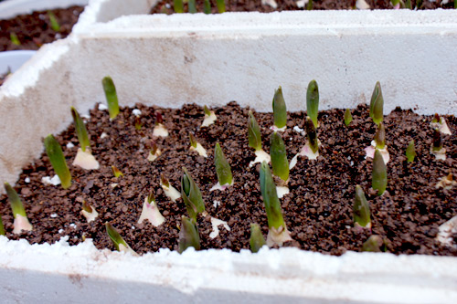 Vườn 20m2 đủ trồng cây, thả cá, nuôi gà ở Hoàn Kiếm - 9