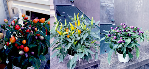 Vườn 20m2 đủ trồng cây, thả cá, nuôi gà ở Hoàn Kiếm - 13