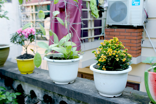 Vườn 20m2 đủ trồng cây, thả cá, nuôi gà ở Hoàn Kiếm - 14