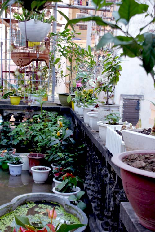 Vườn 20m2 đủ trồng cây, thả cá, nuôi gà ở Hoàn Kiếm - 16