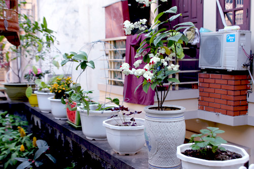 Vườn 20m2 đủ trồng cây, thả cá, nuôi gà ở Hoàn Kiếm - 15