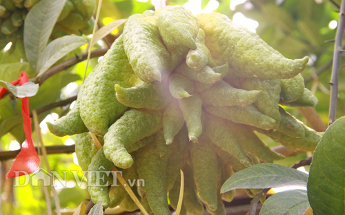 “Vương quốc phật thủ nghìn tay” tiền triệu mỗi trái “khủng” nhất Thủ đô - 1