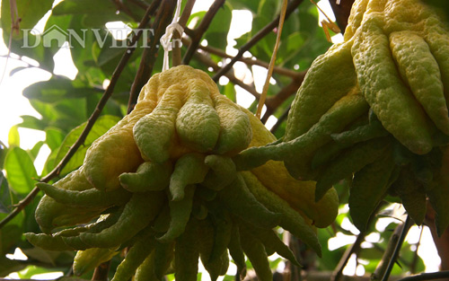 “Vương quốc phật thủ nghìn tay” tiền triệu mỗi trái “khủng” nhất Thủ đô - 10