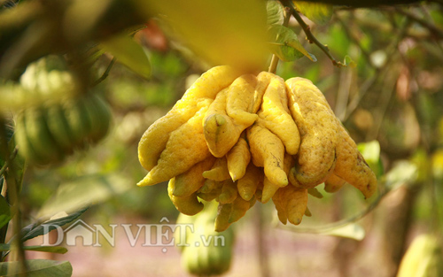 “Vương quốc phật thủ nghìn tay” tiền triệu mỗi trái “khủng” nhất Thủ đô - 11