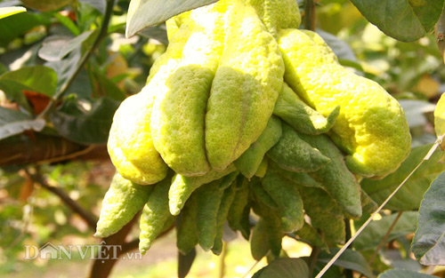 “Vương quốc phật thủ nghìn tay” tiền triệu mỗi trái “khủng” nhất Thủ đô - 12