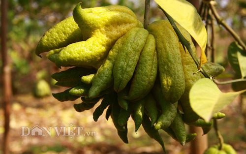 “Vương quốc phật thủ nghìn tay” tiền triệu mỗi trái “khủng” nhất Thủ đô - 13