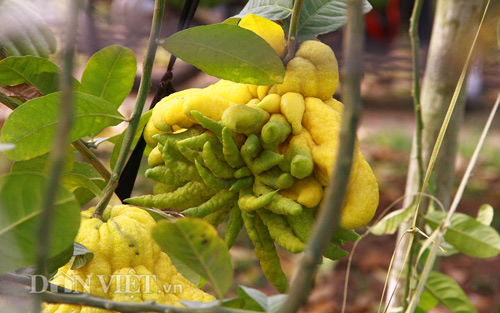 “Vương quốc phật thủ nghìn tay” tiền triệu mỗi trái “khủng” nhất Thủ đô - 14