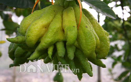 “Vương quốc phật thủ nghìn tay” tiền triệu mỗi trái “khủng” nhất Thủ đô - 15