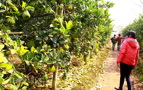 “Vương quốc phật thủ nghìn tay” tiền triệu mỗi trái “khủng” nhất Thủ đô - 2