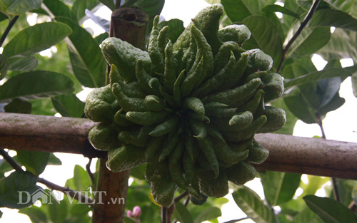 “Vương quốc phật thủ nghìn tay” tiền triệu mỗi trái “khủng” nhất Thủ đô - 4