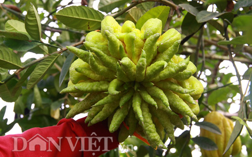 “Vương quốc phật thủ nghìn tay” tiền triệu mỗi trái “khủng” nhất Thủ đô - 5